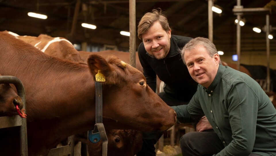 Kyrne avgir gasser som nå skal fanges og komme til nytte med Tor Olav Sunde (t.v.) og Yngve Larring. Foto: Werner Juvik / SINTEF Kyrne avgir gasser som nå skal fanges og komme til nytte med Tor Olav Sunde (t.v.) og Yngve Larring. Foto: Werner Juvik / SINTEF