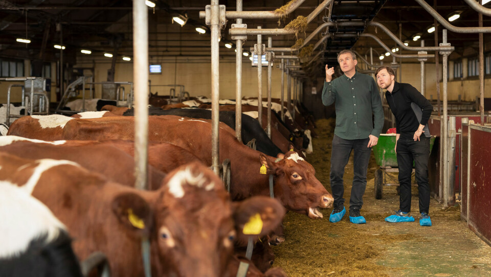 Rensing av gass fra kyr skal gi store CO2-besparelser, ifølge Tor Olav Sunde (foran) og Yngve Larring i SINTEF. Rensing av gass fra kyr skal gi store CO2-besparelser, ifølge Tor Olav Sunde (foran) og Yngve Larring i SINTEF.